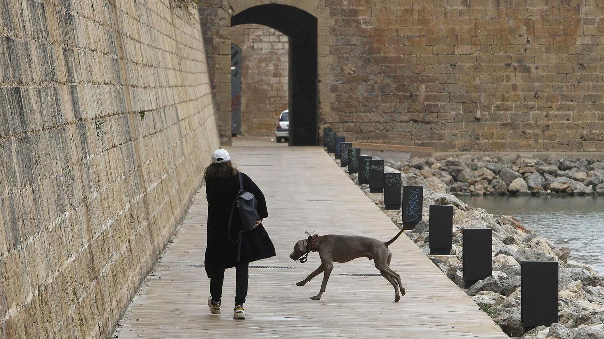 Una mujer paseo con su perro.
