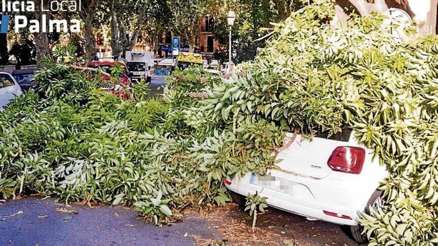 Un herido al desplomarse un árbol centenario en la plaza de la Reina