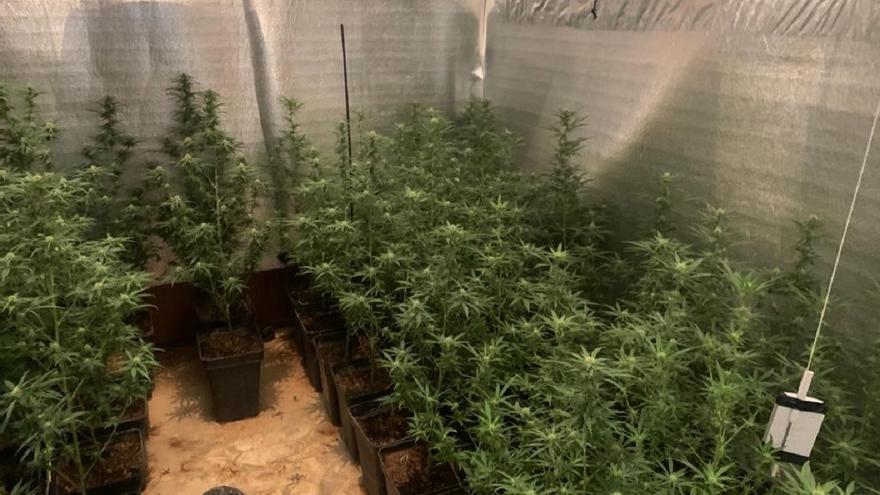 Cuatro detenidos en Hinojosa del Duque en un golpe al cultivo ilegal de marihuana