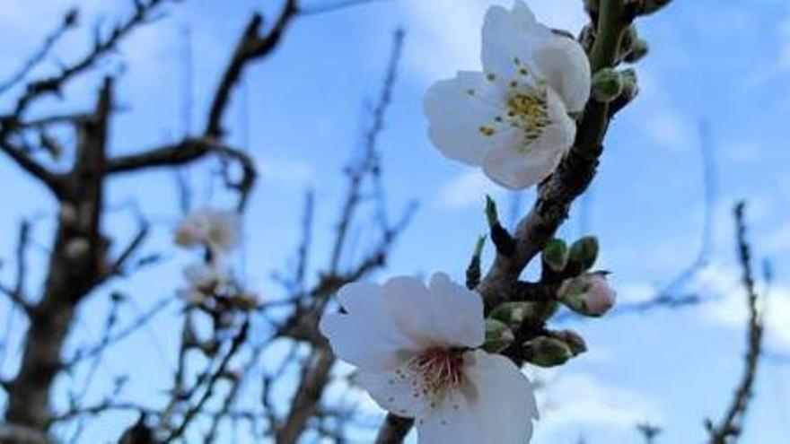 En el Moralet de l’Alacanti ya empiezan a florecer algunos almendros.