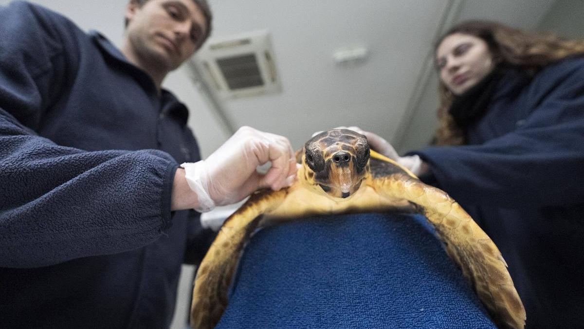 Los veterinarios tratan a Primavera, una tortuga que recibe tratamiento en la UCI del Instalaciones del CRAM.