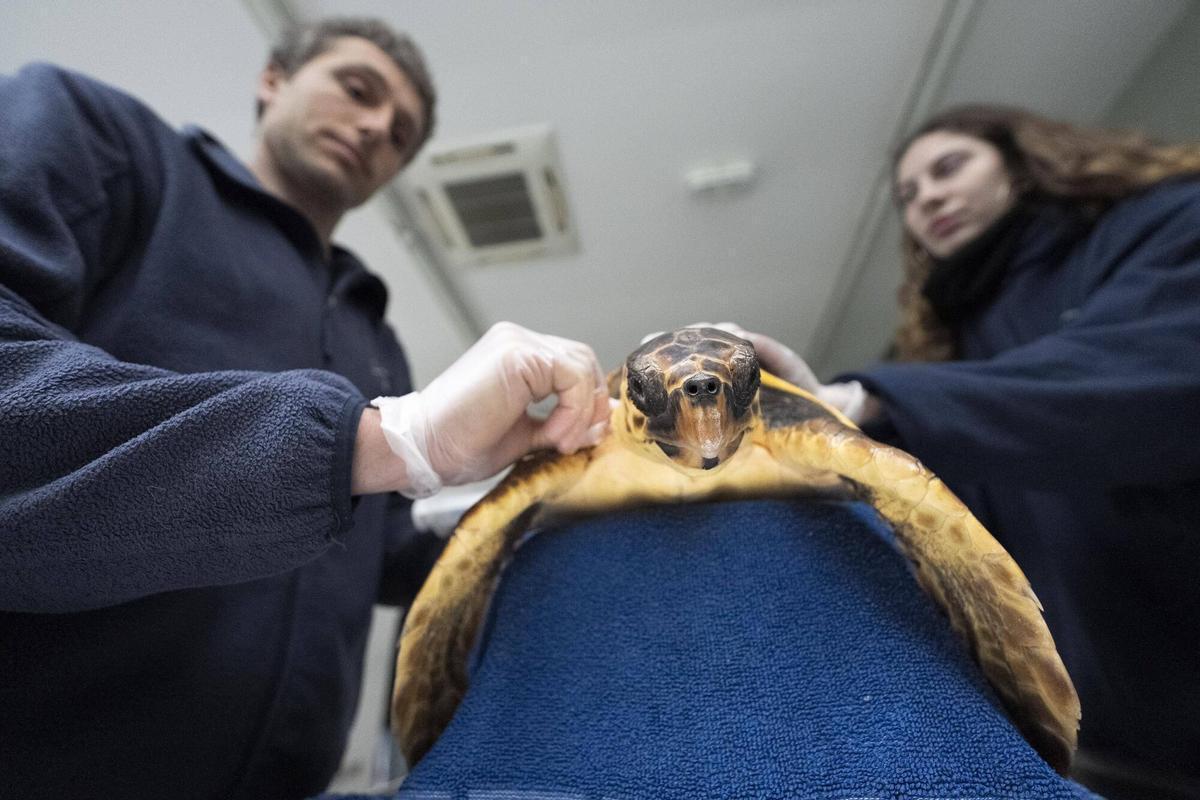 Los veterinarios tratan a Primavera, una tortuga que recibe tratamiento en la UCI del Instalaciones del CRAM.