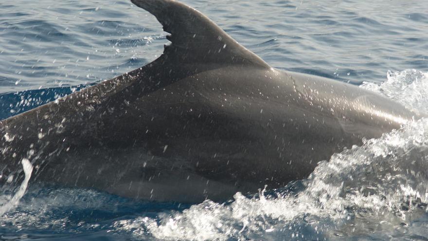 Anse realiza 55 avistamientos de delfines en la costa de Murcia, Andalucía y Alicante