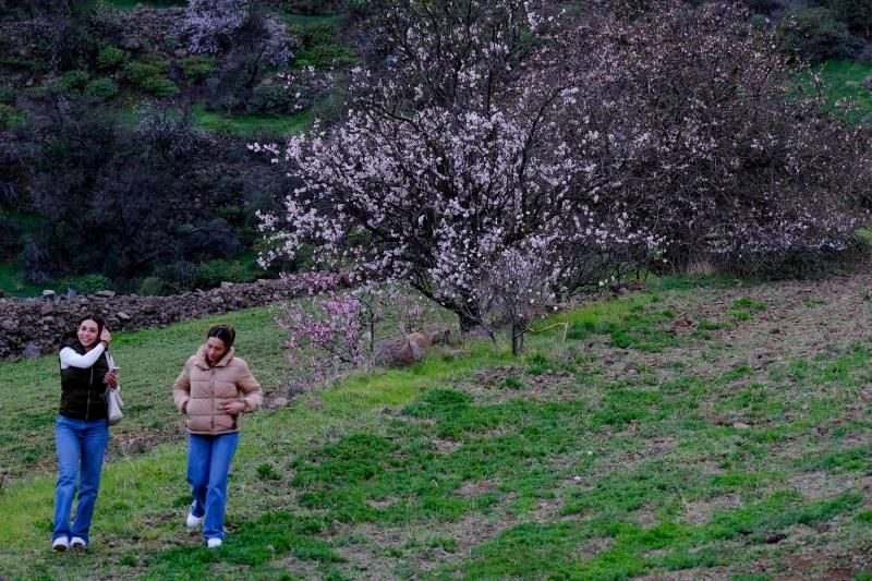 Almendros en flor en Guayadeque