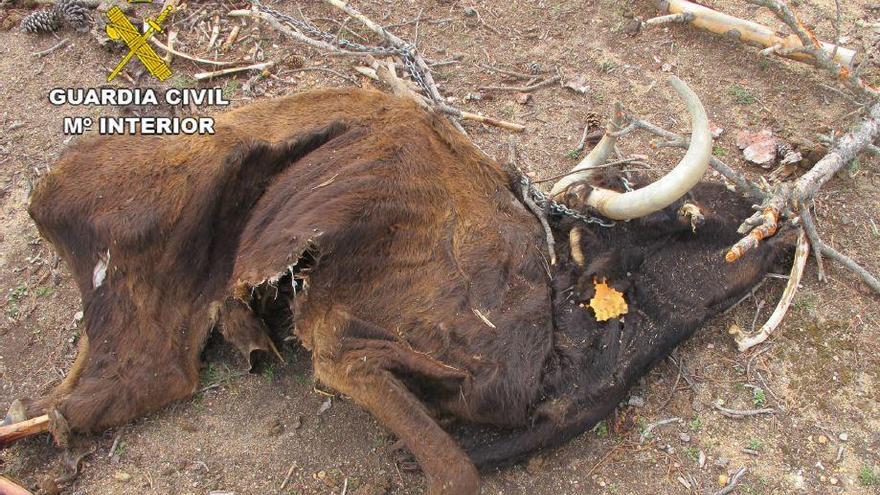 Cadáver de una de las vacas.