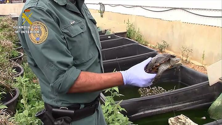 Polizei fasst Schildkröten-Schmuggler