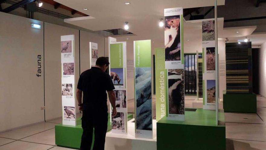 Un visitante contempla la exposición del centro de interpretación del paisaje protegido de las Cuencas. j. r. silveira