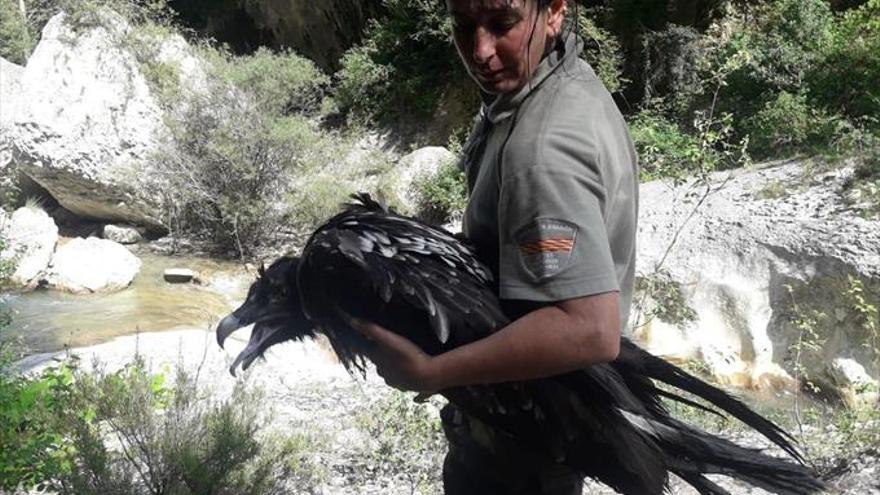 Agentes forestales rescatan un joven quebrantahuesos herido