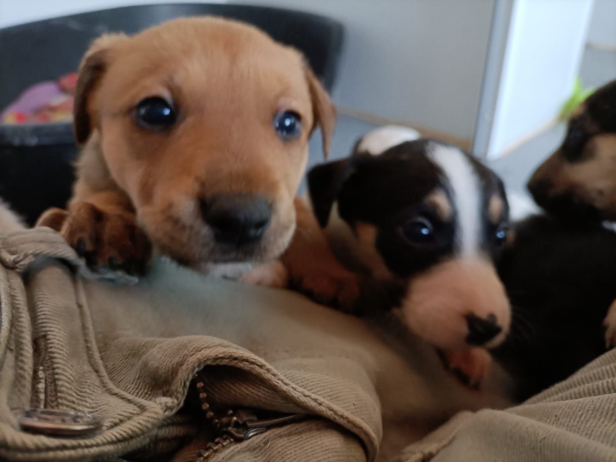 Abandonan a diez cachorros a la intemperie frente a la protectora de animales de Xàtiva