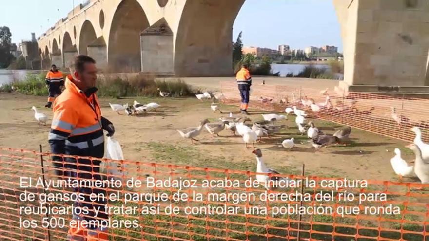 Los gansos de Badajoz encuentran nuevo hogar
