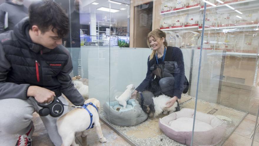 Un client amb la seva gossa a la botiga Fauna Gibert veient la secció de gossos, on hi ha Gemma Gibert  | OSCAR BAYONA