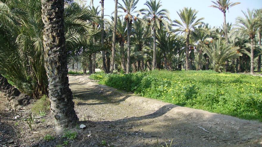 Recuperan el cultivo de la palmera datilera con técnicas ecológicas