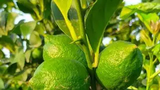 El limón fino aumenta su cosecha un 15% en la provincia de Alicante pero baja en la naranja y mandarina