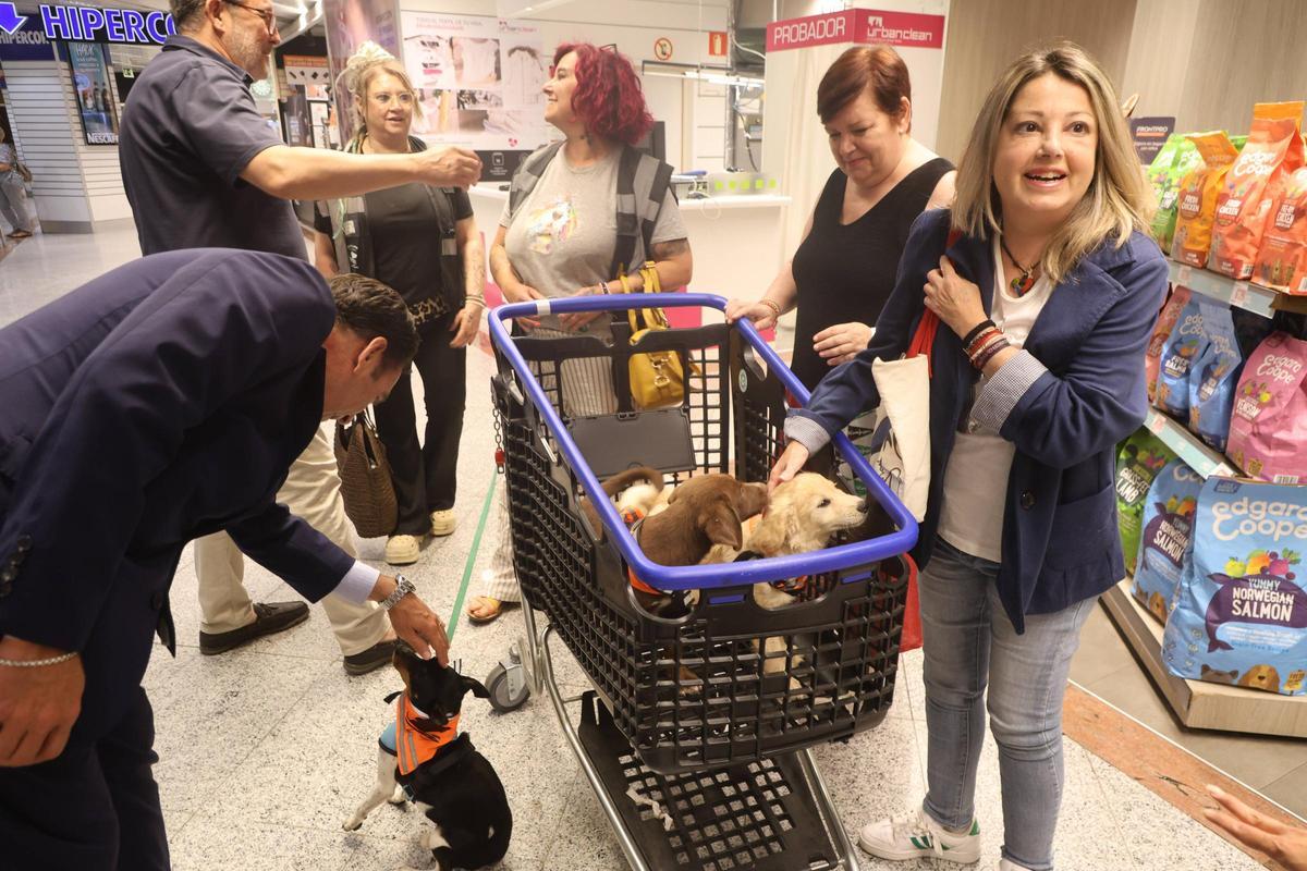 Algunas de las mascotas que todavía buscan un hogar.