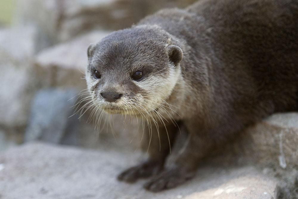 Un pequeño gibón nuevo inquilino del Zoo