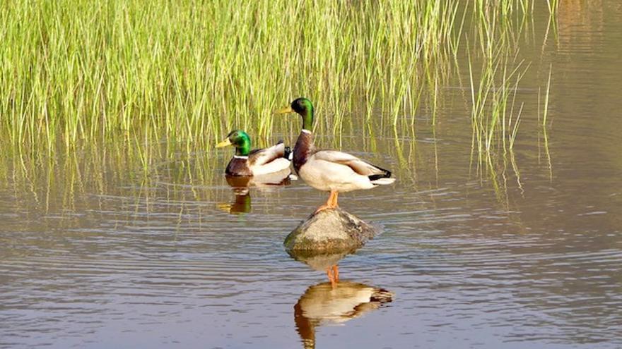 La visión de la ría de Villaviciosa de Milagros Abad: sus espectaculares fotografías del humedal  y sus aves