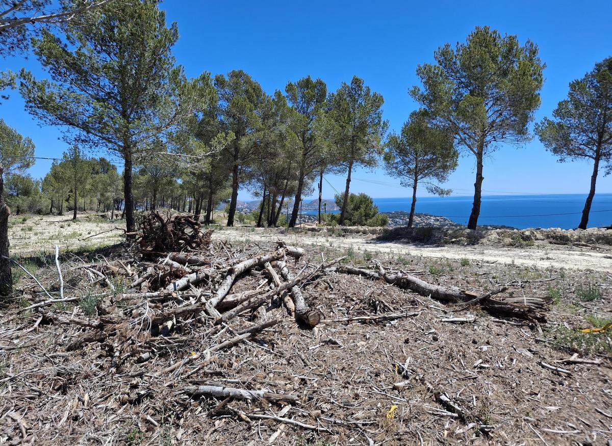Troncos de pinos talados en estos terrenos de Pedramala