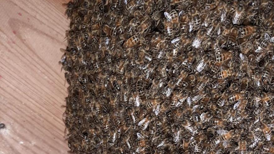 Los enjambres de abejas se multiplican en la Plana Baixa
