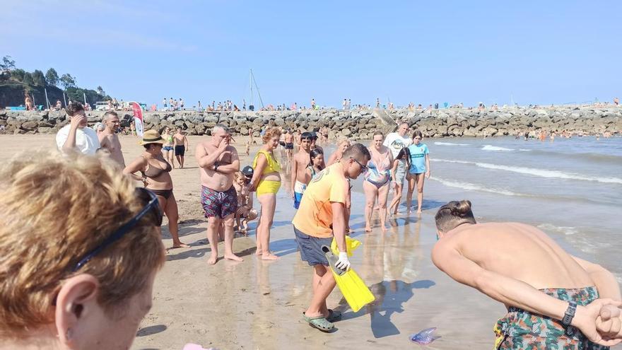 Las playas de Luanco y Candás, arrasadas por una nueva oleada de carabelas portuguesas: "No paramos de sacar, estaban por todas partes"