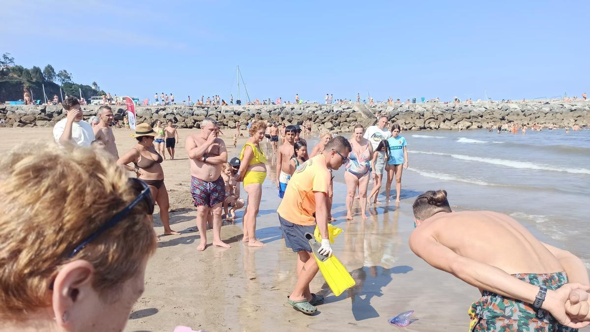 Un socorrista retira una carabela portuguesa en la playa de Candás.