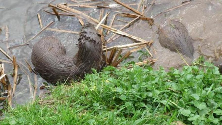 VÍDEO: Las nutrias vuelven a surcar en estas fechas invernales las gélidas aguas del río Güeña a su paso por la ciudad de Cangas de Onís