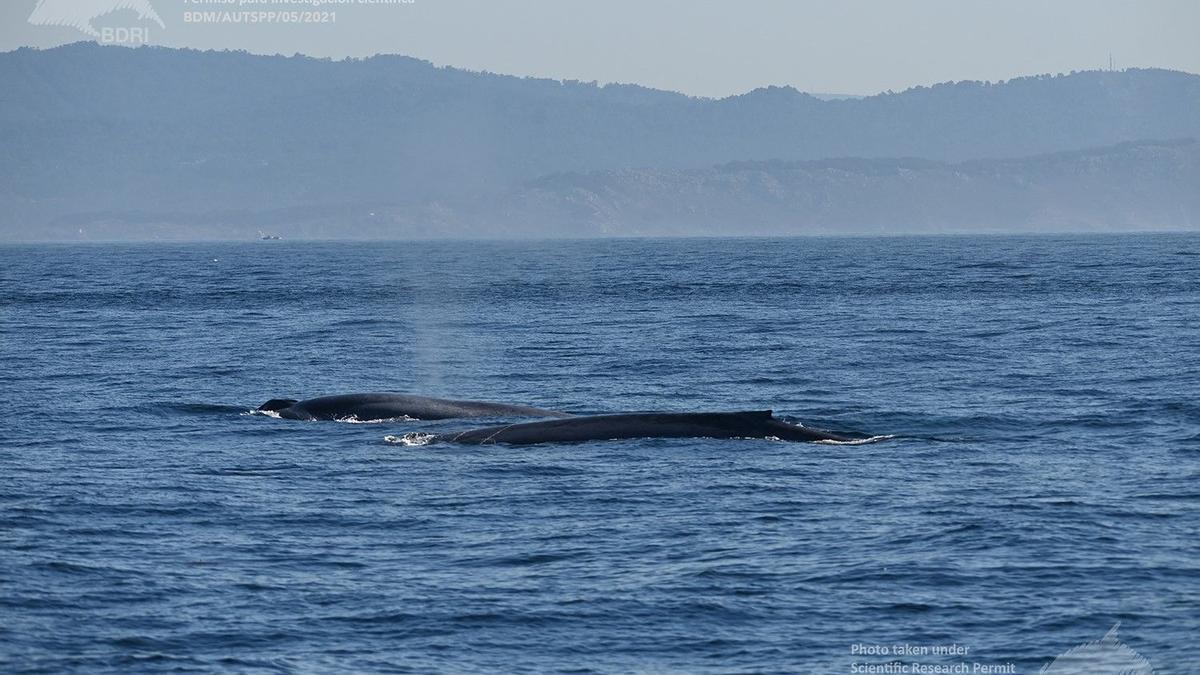 Ballenas fotografiadas ayer en la costa de las Rías Baixas. BDRI