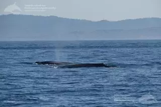 La mayor concentración de ballenas jamás documentada en Galicia