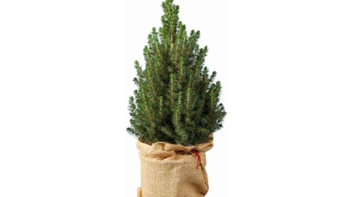 Abeto Navidad Lidl