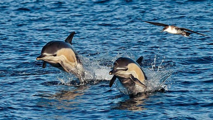 Baile de delfines en la ría de Vigo