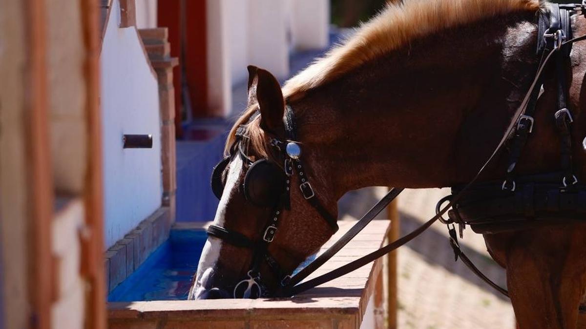El caballo de un carruaje abreva en una fuente.