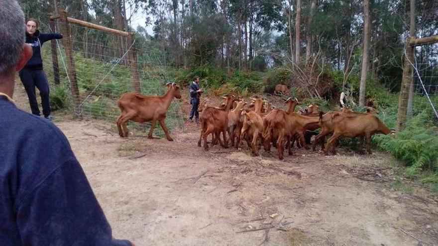 Los comuneros de Meira esperan que las cabras que pastorean empiecen a criar en abril