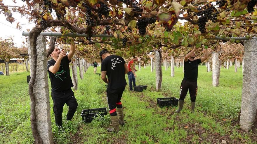 Las últimas uvas tintas que se recogen tras el temporal Kirk en las bodegas de Meaño