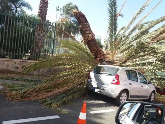 Cae una palmera en Lomo Apolinario