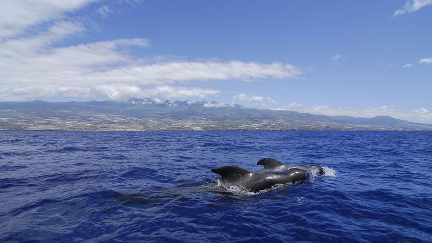 Canarias, entre los diez mejores lugares del mundo para avistar ballenas
