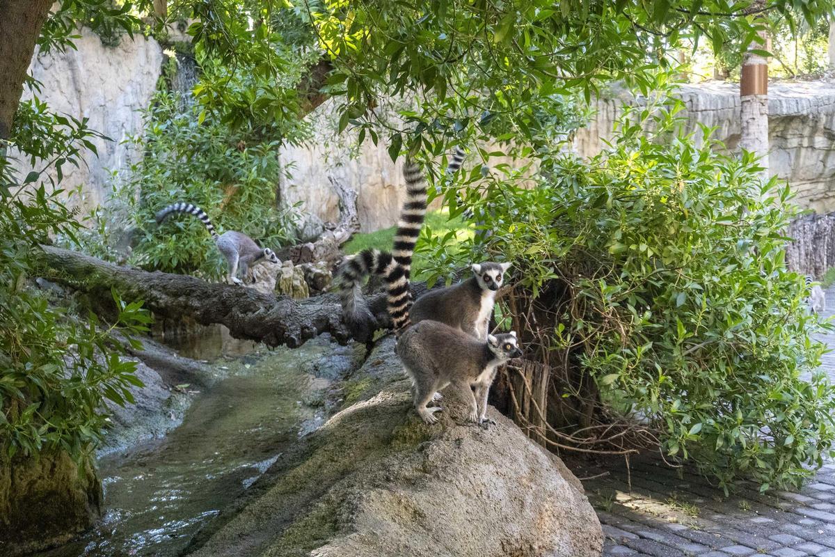 Lémures en la isla de Madagascar de Bioparc Valencia.