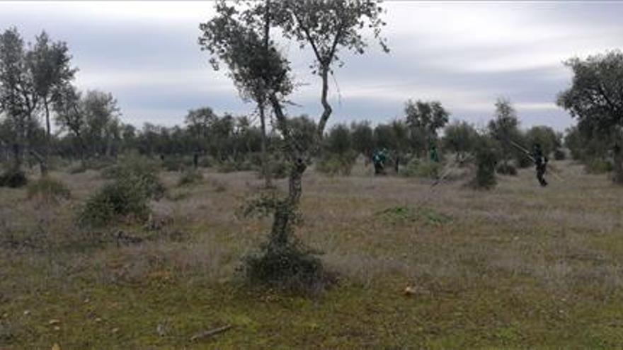 El Alcornocal II permite labores de mejora en la dehesa de Moraleja