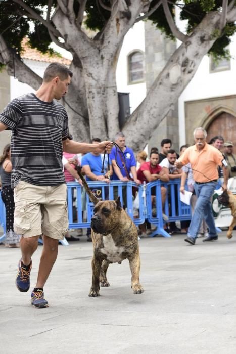 Celebración del I Certamen Nacional de perro ...