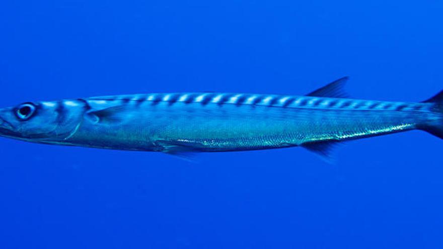 Barracuda fotografiada en sa Conillera