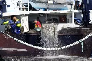 La flota del cerco comienza el amarre con el cierre de la sardina: “Fue un año difícil”