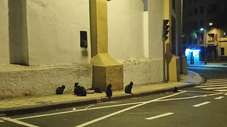 El Cabildo de Tenerife niega las matanzas de colonias de gatos