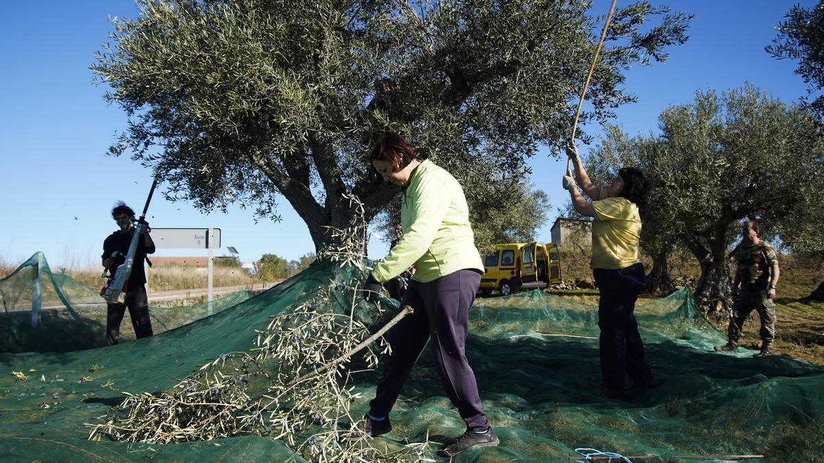 Recogida de aceituna en Fermoselle