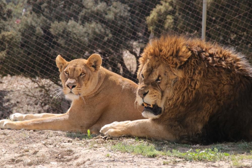 Un safari al límite por el coronavirus