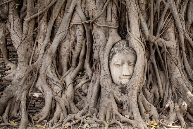 Cabeza de Buda entre las ramas en Ayutthaya