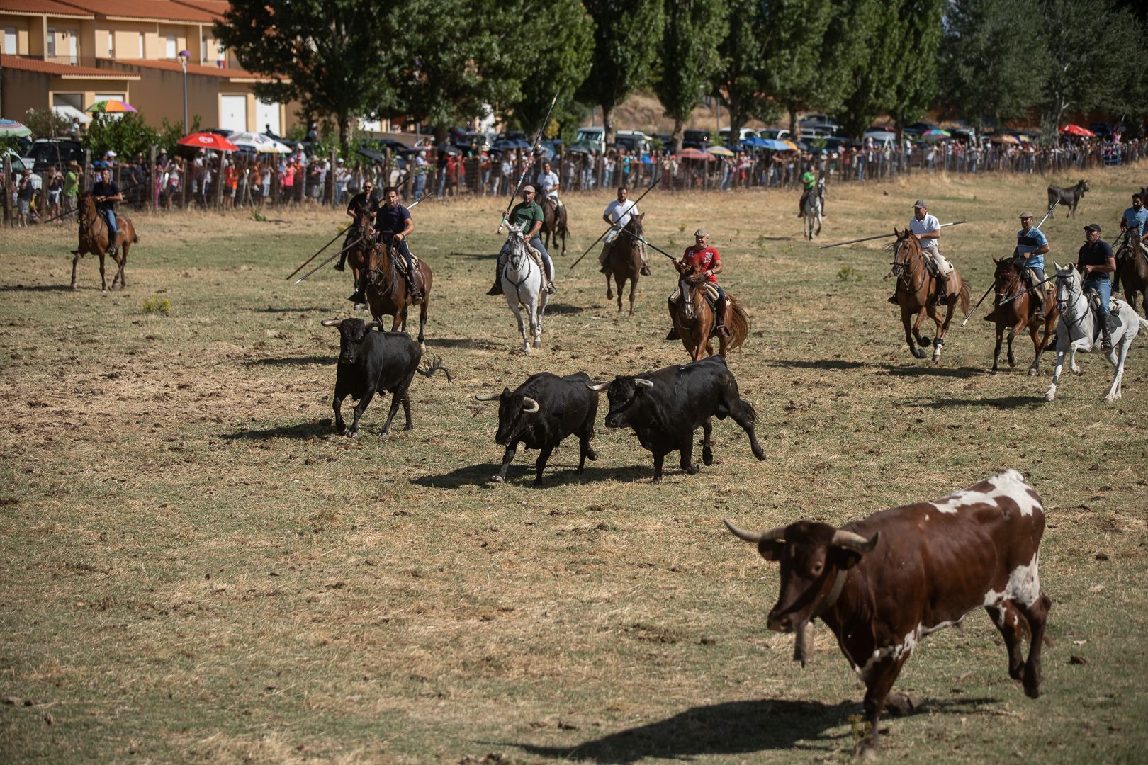 GALERÍA | Mañana de encierro en Venialbo