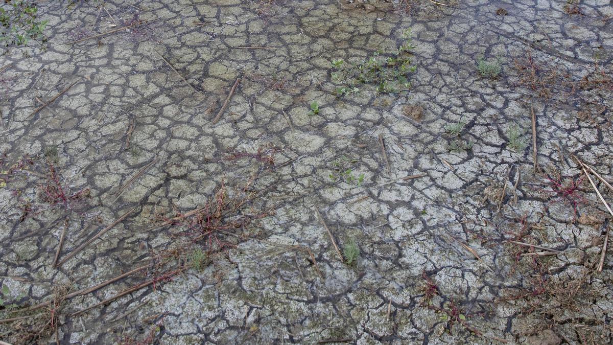 Castelló d´Empuries 02/11/2021. Estado de los Aiguamolls de l´Empordà, zonas donde antes havia agua y que ahora estan secas por falta de lluvias y zonas con muy poca agua y grietas en la tierra. Autor: David Aparicio