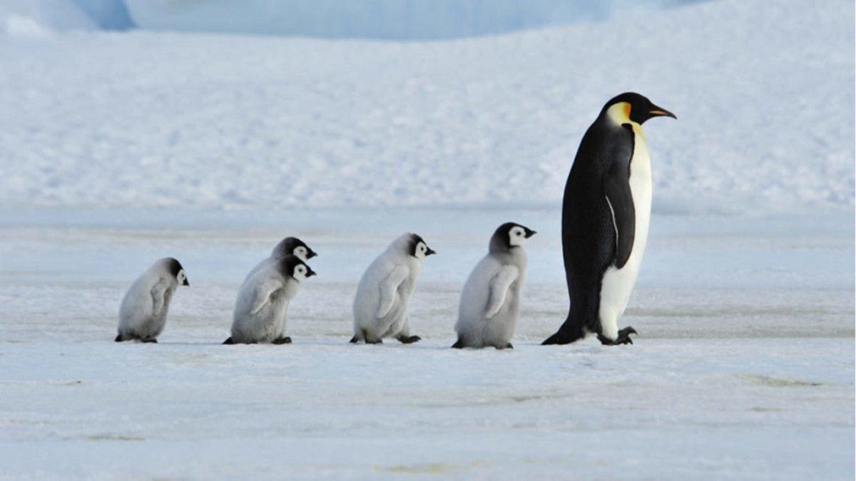 Unos pingüinos gays roban huevos de dos pingüinos lesbianas para ser papás