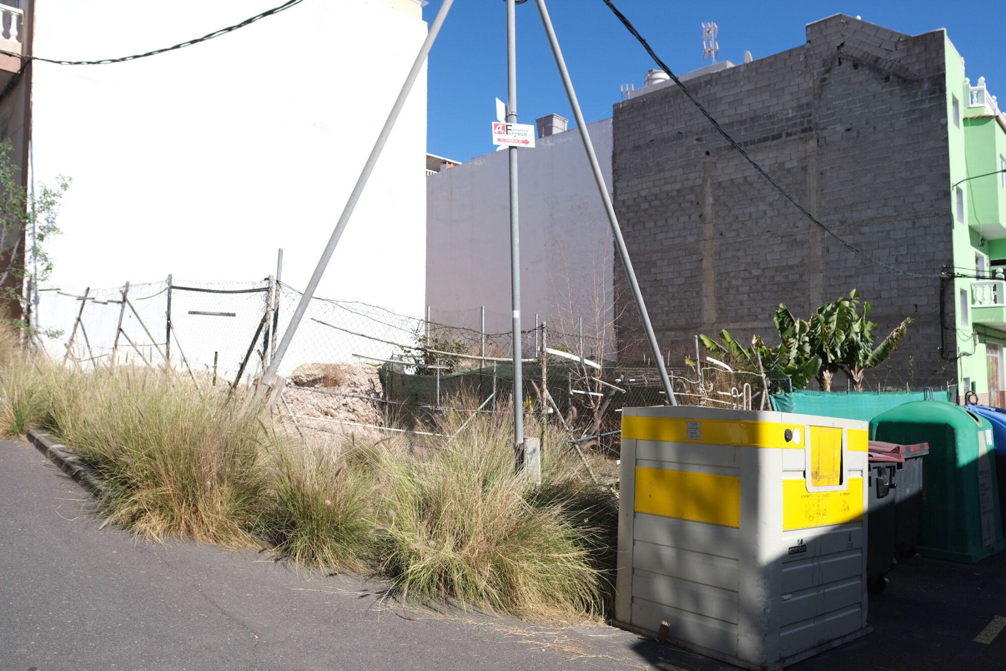 Rabo de gato en el barrio de Los Giles, en Las Palmas de Gran Canaria