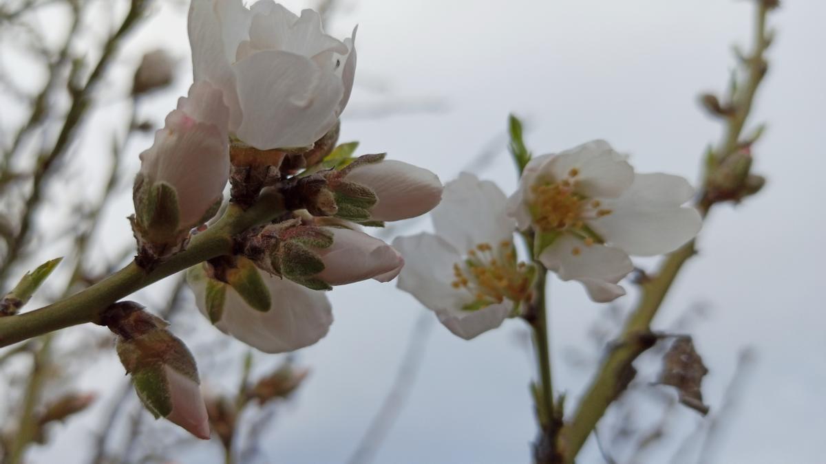 Flores en un árbol en el Bierzo