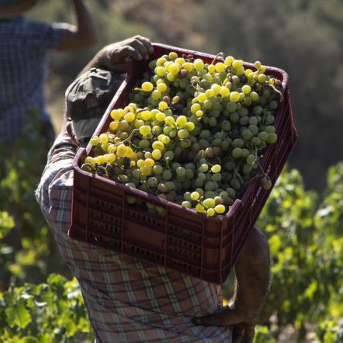 Granges petites contra l’«engany al consumidor»