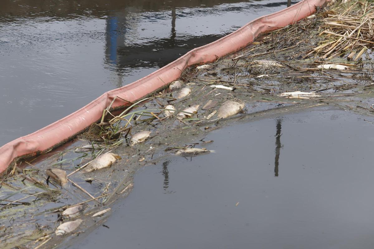 Centenares de peces muertos en la Gola del Perelló, en una imagen de ayer.